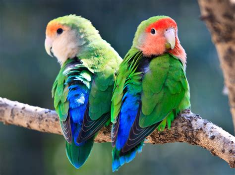 Bird breeds. Things To Know About Bird breeds. 